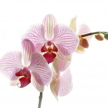 295719-de-orchidee.jpg